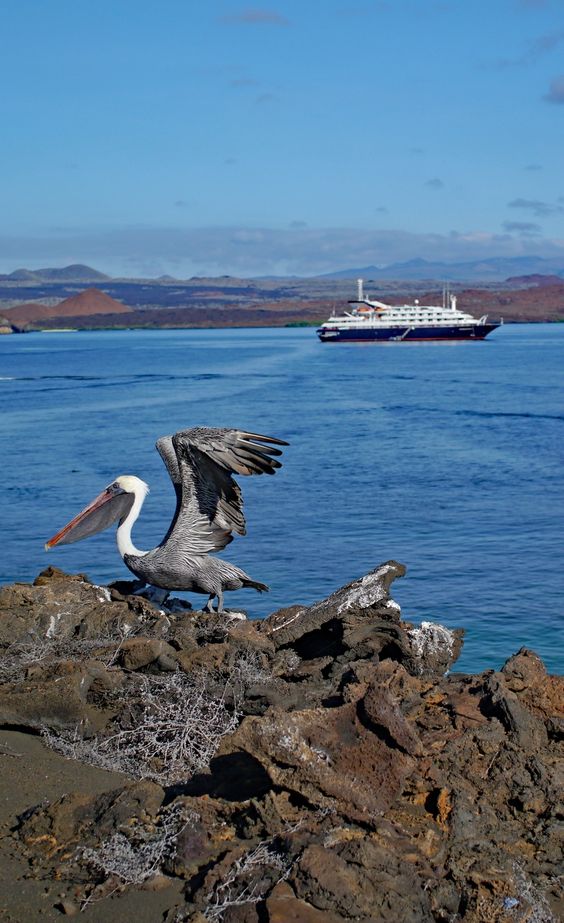 Humpback whale breaching near a cruise ship in Alaska with snow-capped mountains in the background.